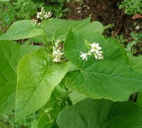 Bl�hender Buchweizen