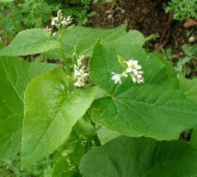 Bl�hender Buchweizen