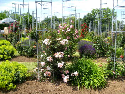 E1 Rosarium Sangerhausen