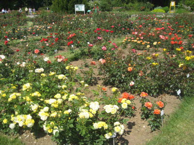 E2 Rosarium Sangerhausen
