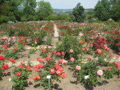 E3 Rosarium Sangerhausen