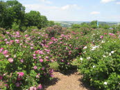 E4 Rosarium Sangerhausen