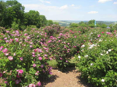 E4 Rosarium Sangerhausen