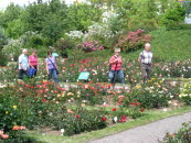E5 Rosarium Sangerhausen