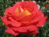 E6 Rosarium Sangerhausen