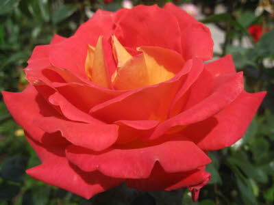 E6 Rosarium Sangerhausen